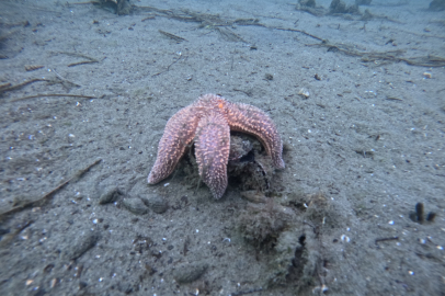 Marmara Denizi’nin ekolojik yapısı mercek altında