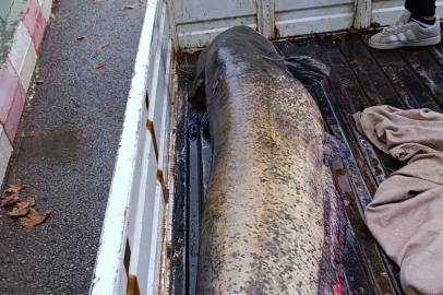 Yakalanan 65 kiloluk dev balık görenleri şaşkına çevirdi