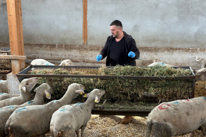 Yenişehir'de şap mağduru üreticiler destek bekliyor