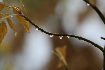 Hafta sonu yağan yağmur çiftçinin yüzünü güldürdü
