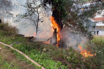 Mudanya'da çamlık alanda çıkan yangın büyümeden söndürüldü