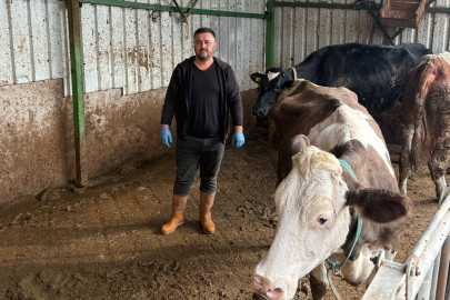 Şap hastalığına bir hayvanını daha verdi