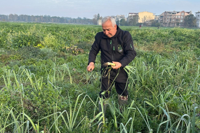 Ata tohumundan ilaç kullanılmadan üretiliyor, Kent Lokantası'ndaki yemeklerde kullanılıyor