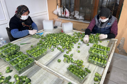 Rusya ve Hollanda lahanayı İznik'ten alıyor