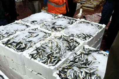 Bursa Balık Hali'ne gece operasyonu; Küçük istavrit avlayan işletmelere ceza