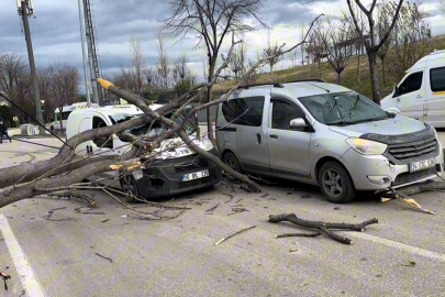 Seyir halindeki araçların üzerine ağaç devrildi