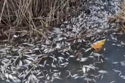 Uluabat Deresi’nde binlerce balık ölü bulundu