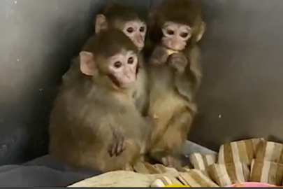 Bursa'da 3 makak maymunu koruma altına alındı