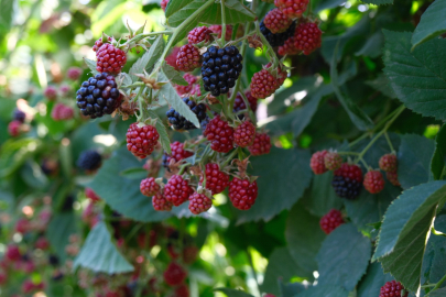 Kestel'de ahududu ve böğürtlen üretimi Sırbistan modeliyle artırılacak