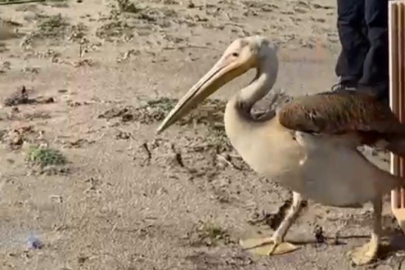 Bursa'da tedavisi tamamlanan ak pelikan doğaya salındı