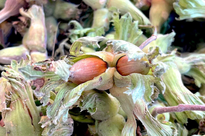 Uludağ'ın eteklerinde fındık üretimi destek bekliyor