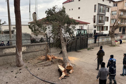 İznik'te tatil faciayı önledi; Dev ağaç okul bahçesine devrildi