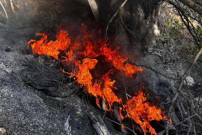 Mudanya'da çıkan çalı yangını büyümeden söndürüldü