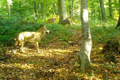 'Kurtlar konseyi' Uludağ'da toplandı!