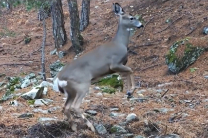 Uludağ'da fotokapanın görüntülediği karacanın sevimli halleri