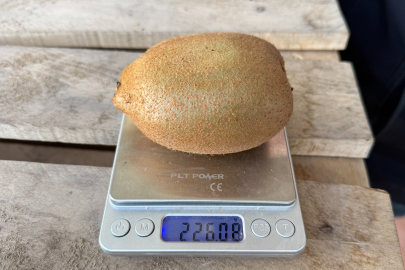 İznik'te yetiştirilen dev kiviler ağırlıklarıyla rekor kırdı