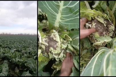 Karacabey'de sağanak yağış tarım alanlarını çamura çevirdi, çiftçi zarar etti