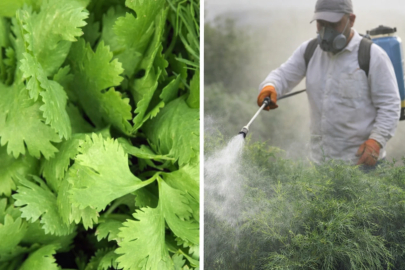 Meyve ve sebzelerdeki tarım zehri ürkütücü