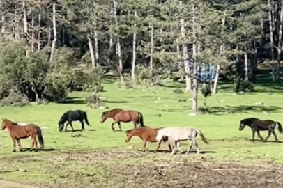 Bursa’da yılkı atlarının özgürlük gezisi