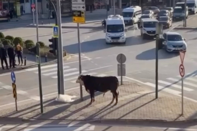 Yıldırım'da kaçan boğa trafiği karıştırdı