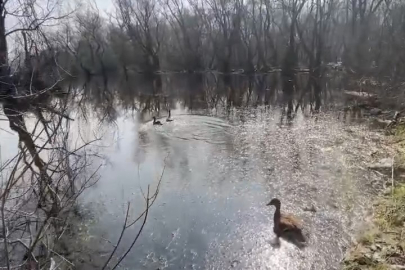 Tilki ile yaban ördekleri doğaya salındı; Karacabey Longozları'nda yaban hayatına özgürlük