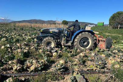 Pazarda 70 lira ama yüzbinlercesi tarlada çürüdü