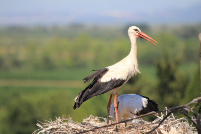 "Bolluk" müjdecisi leylek sürüsü Bursa semalarında