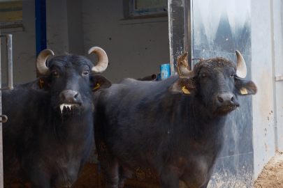 Türkiye'nin yeni manda ırkı Murana süt verimi ile dikkat çekiyor