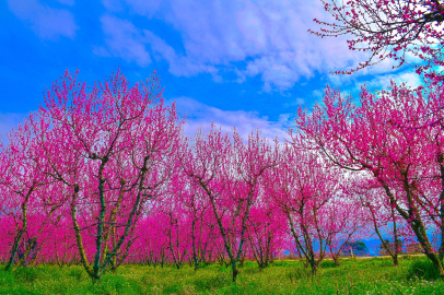 İznik'te şeftali bahçeleri kartpostallık görüntüler oluşturdu