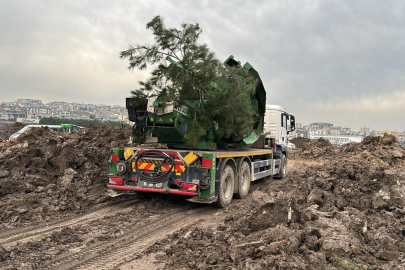Raylı sistem için Görükle hattındaki ağaçlar taşınıyor