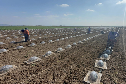 Karacabey Ovası'nda turfanda karpuz ekimi başladı