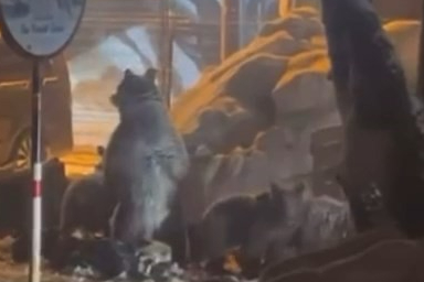 Uludağ'da ayılar aç kaldı!