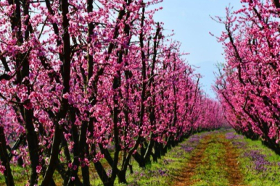 Bursa çiçek bahçesine döndü