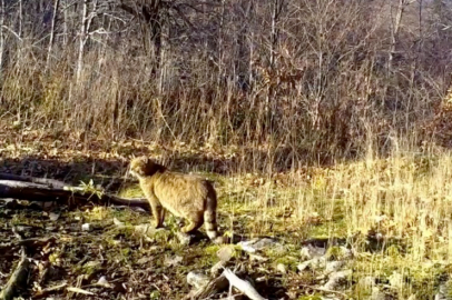 Ormanın gizemli sakini yaban kedisi görüntülendi