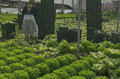 Geçen sene zararıyla ağlatan 'kıvırcık' bu yıl güldürdü