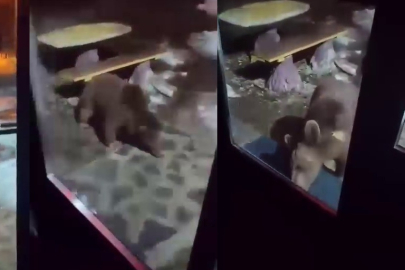 Uludağ’da ayı ailesi kamerada