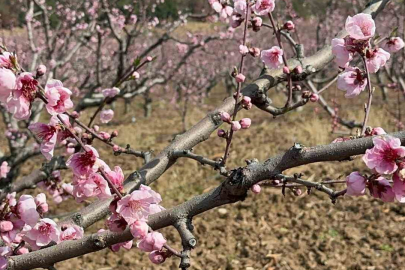 Bursa'da üreticilere kritik uyarı!