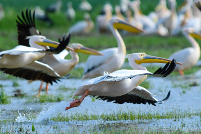 Göç yolundaki pelikan sürüsünün Bursa molası