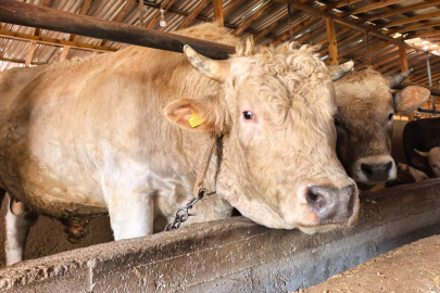 Yarım milyona alıcı bekliyor!