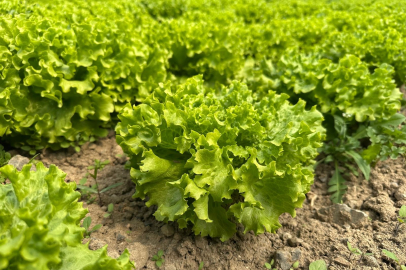 Tarladan 35 liraya satılan marul yüzleri güldürdü