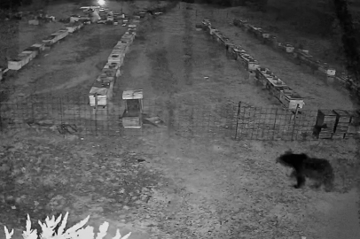 Bursa'da ayılar arı kovanlarına saldırdı