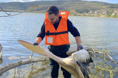 Bursa'da baraj mahsur kalan pelikan böyle kurtarıldı