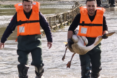 Bursa'da barajda mahsur kalan pelikan böyle kurtarıldı