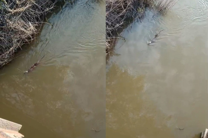 Bursa'da deredeki su samuru şaşırttı