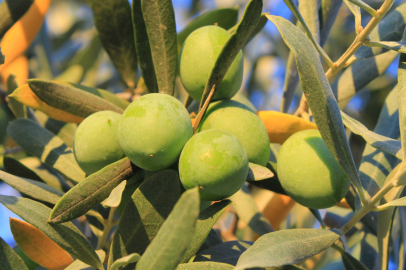 Bir kilo zeytin için 6 bin 798 litre su!