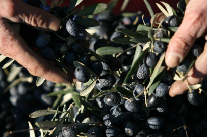 Bursa'da zeytin üreticisi ile akademi karşı karşıya