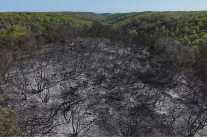 İstanbul'da orman yangını: Bilanço gün ağarınca ortaya çıktı