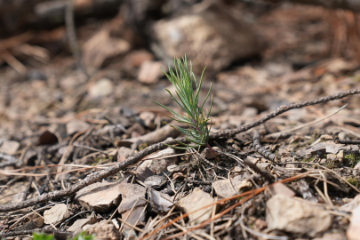 Bursa'da yanan alanlar yeşeriyor