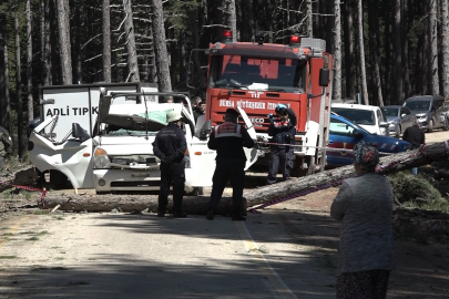 Kesilen ağaç seyir halindeki kamyonetin üzerine devrildi: 1 ölü