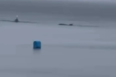 Yunuslar yağmur altında şov yaptı